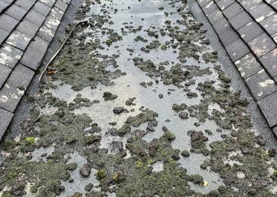 roof cleaning services